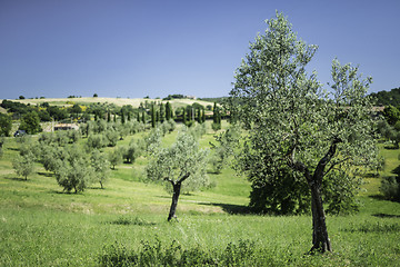 Image showing Olive trees in Italy