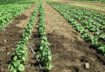 Image showing Plantations with lettuce