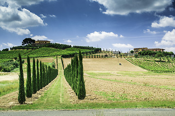 Image showing Vineyards and farm road in Italy