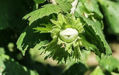 Image showing  Branch with hazelnuts