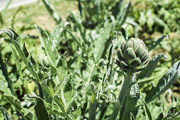 Image showing Artichoke plantation