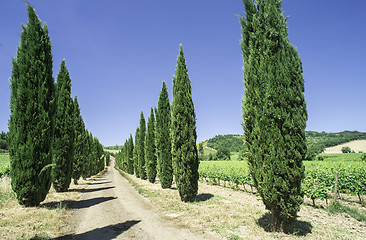Image showing Roads in Tuscany