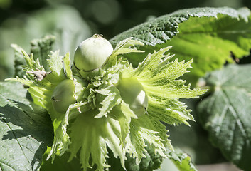 Image showing  Branch with hazelnuts