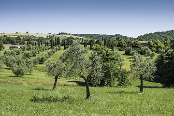 Image showing Olive trees in Italy