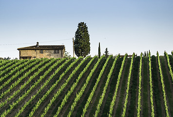 Image showing Vineyards in Tuscany