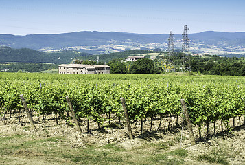 Image showing Vine plantations and farmhouse in Tuscany.