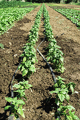 Image showing Plantations with lettuce