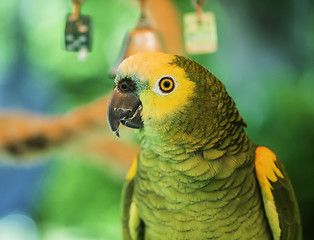 Image showing Green parrot