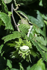 Image showing  Branch with hazelnuts