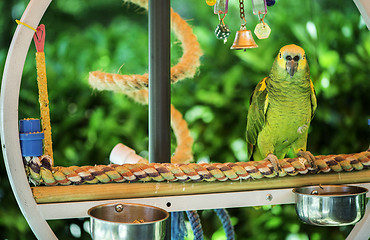 Image showing Green parrot