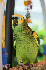 Image showing Green parrot