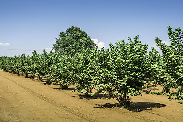 Image showing Hazel tree plantation