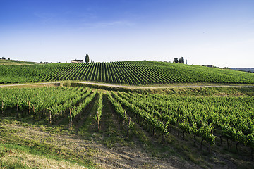 Image showing Vineyards in Tuscany