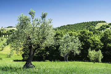 Image showing Olive trees in Italy