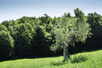 Image showing Olive trees in Italy