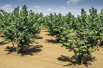 Image showing Hazel tree plantation