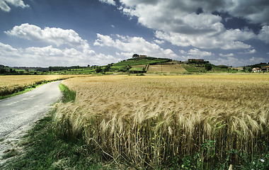 Image showing Cereal crops and farm in Tuscany