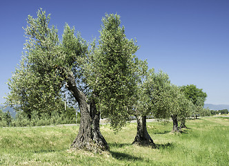 Image showing Olive tree in Italy