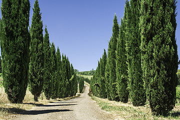 Image showing Roads in Tuscany