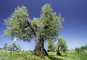 Image showing Olive tree in Italy