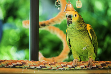 Image showing Green parrot