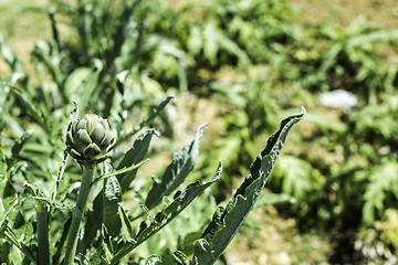 Image showing Artichoke plantation