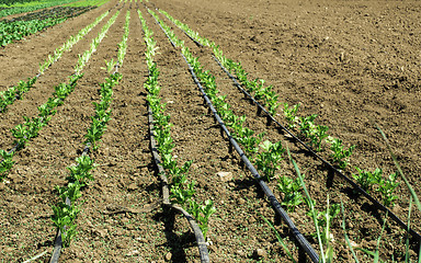 Image showing Plantations with lettuce