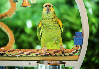 Image showing Green parrot