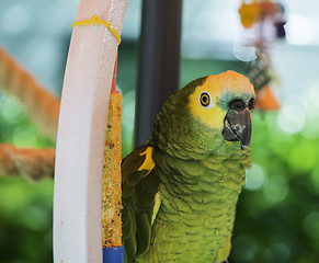 Image showing Green parrot