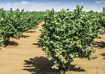 Image showing Hazel tree plantation