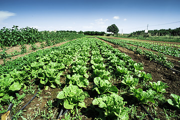 Image showing Plantations with lettuce