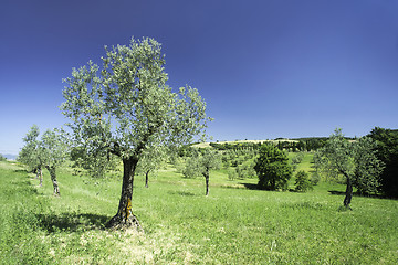 Image showing Olive tree in Italy