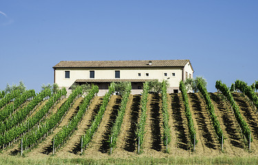 Image showing Vine plantations and farmhouse in Italy