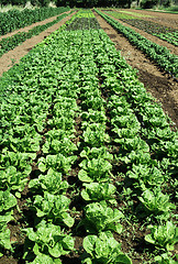 Image showing Plantations with lettuce