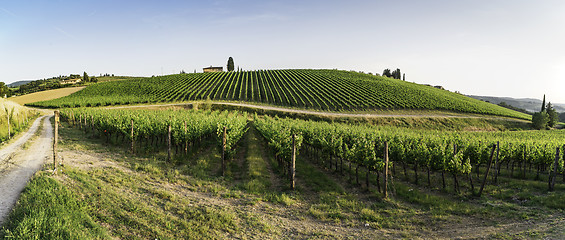 Image showing Vineyards in Tuscany