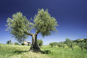 Image showing Olive tree in Italy