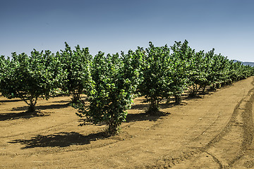 Image showing Hazel tree plantation