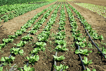 Image showing Plantations with lettuce