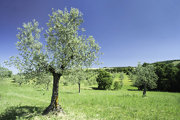 Image showing Olive tree in Italy