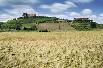 Image showing Cereal crops and farm in Tuscany