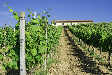 Image showing Vine plantations and farmhouse in Italy