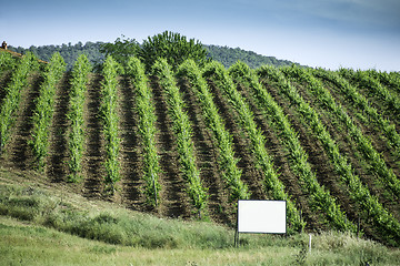 Image showing Vine plantations in Italy