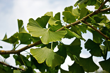 Image showing Ginkgo on a branch