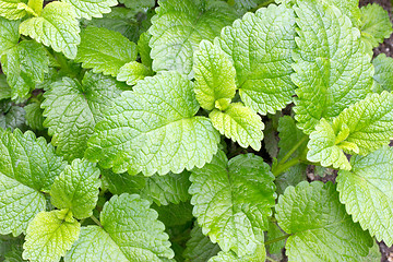 Image showing Lemon balm