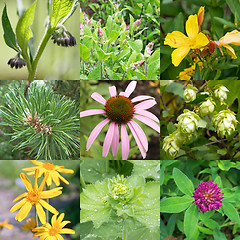 Image showing Medicinal plants