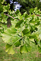 Image showing Ginkgo branch