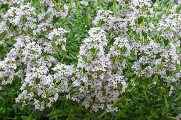 Image showing thyme