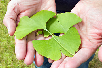 Image showing Ginkgo in the hand