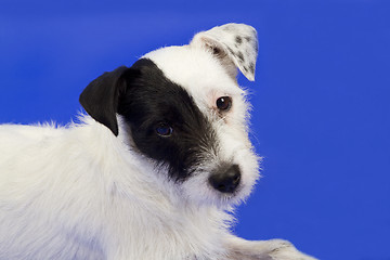 Image showing Cute terrier