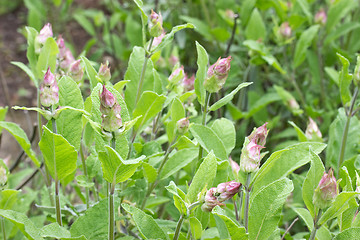 Image showing Blooming sage